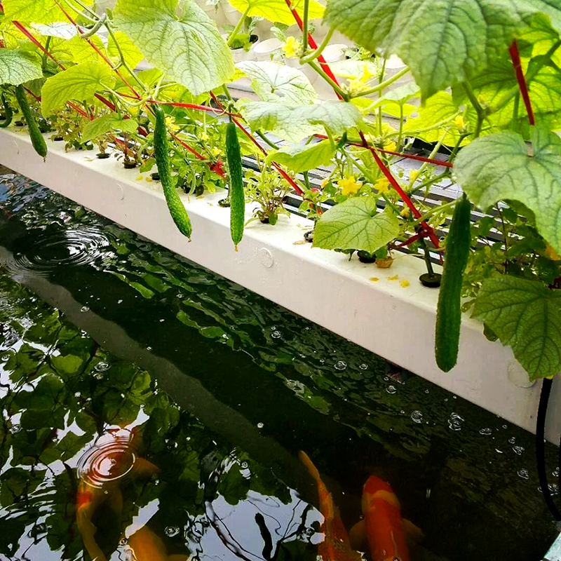 临汾市水培设备鱼菜共生 - 厂家